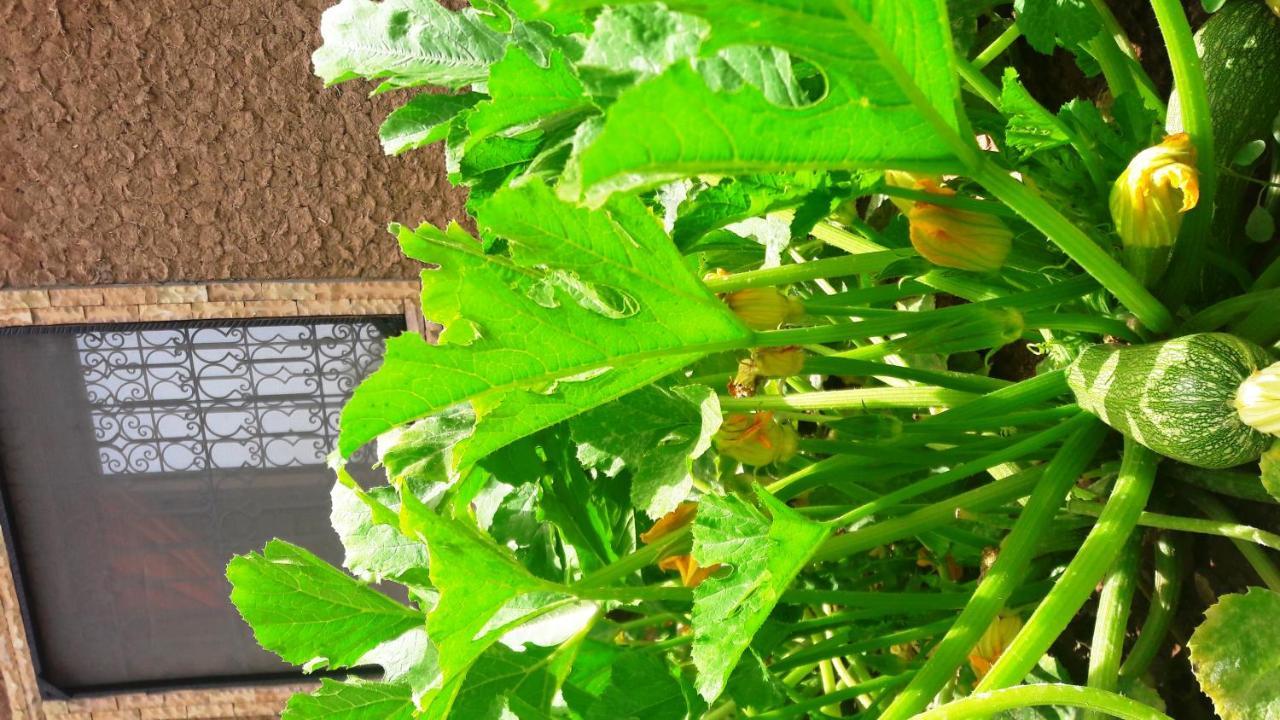 Ouirgane Ecolodge Dış mekan fotoğraf