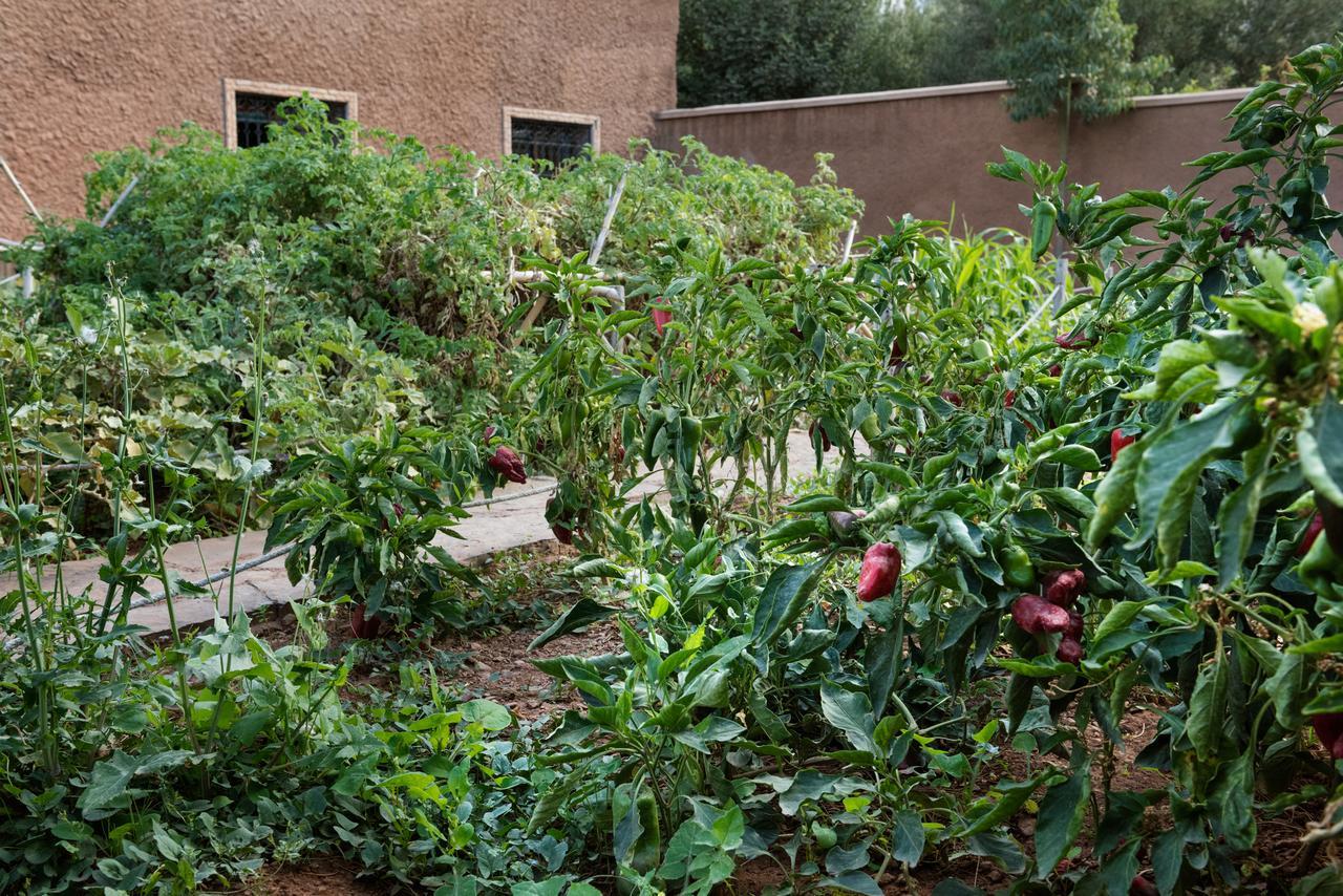 Ouirgane Ecolodge Dış mekan fotoğraf
