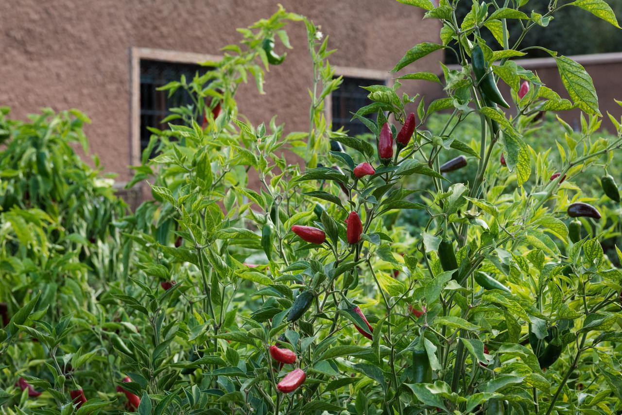 Ouirgane Ecolodge Dış mekan fotoğraf